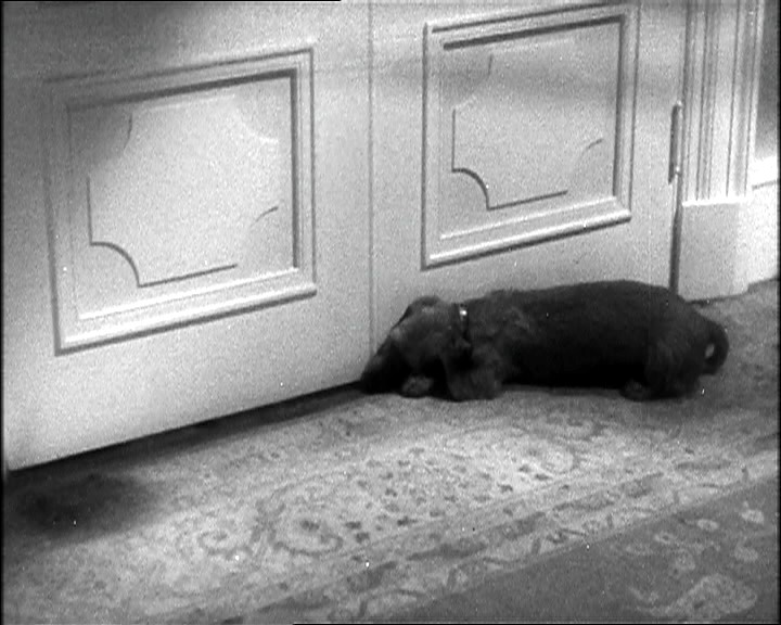 Der Geheimagent - Hund krallt an der Tür